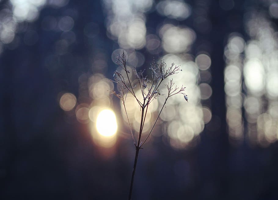 selective focus photography of plant, flower, stem, thin, minimal HD wallpaper