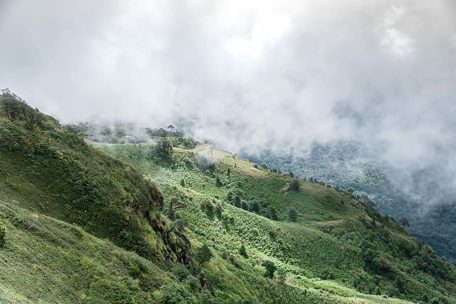 mountain surrounded by fog, hill, grass, cloud, tree, scenics - nature HD wallpaper