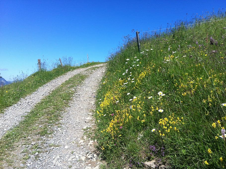 mountain path, summer, sun, hiking trail, mountains, meadow HD wallpaper