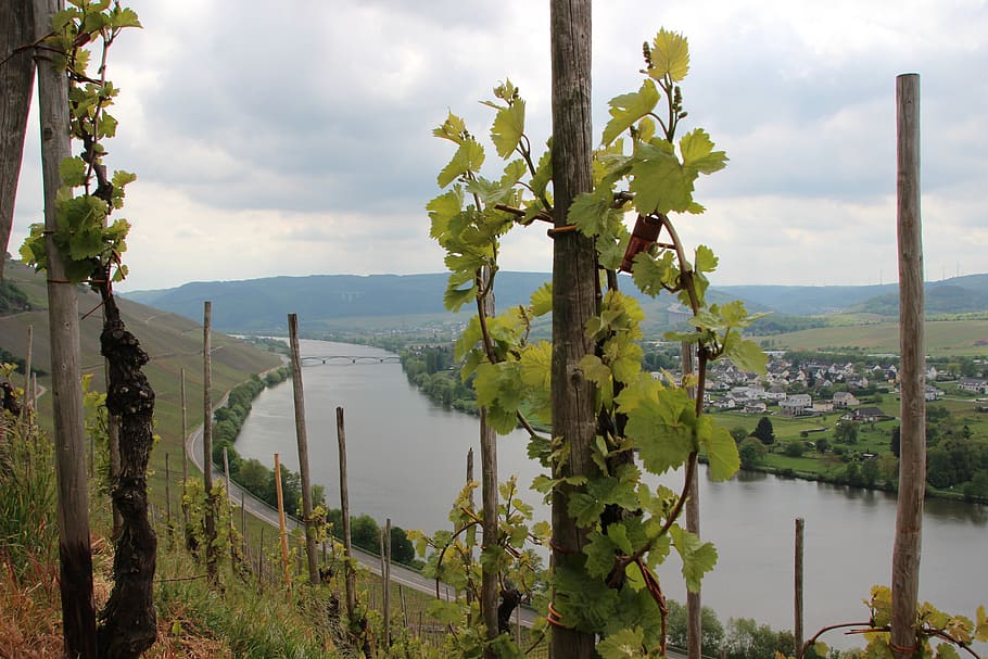 mosel, vineyard, sachsen, schweich, spring, view, bend, water HD wallpaper