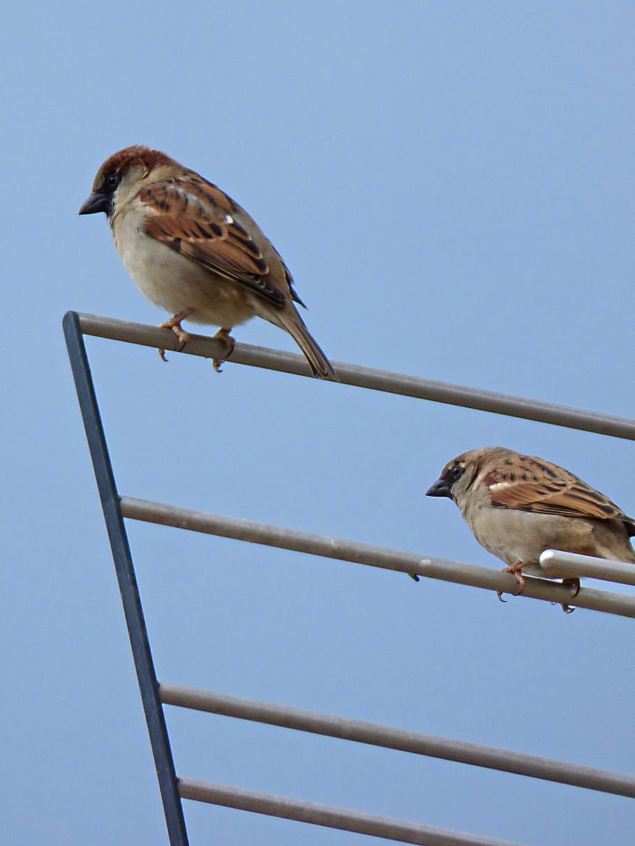 sparrows, antenna, bird, fly, roof, animal themes, vertebrate