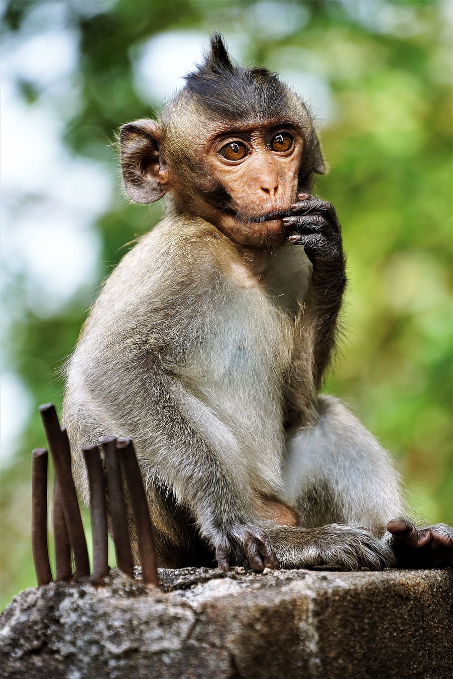 young, monkey, primate, ape, wildlife, macaque, nature, cute HD wallpaper