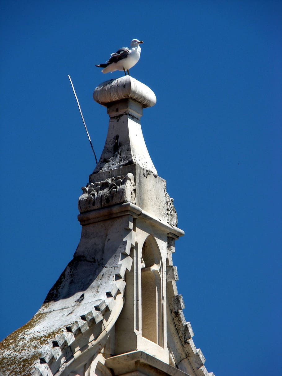Seagull, Nature, Bird, Outdoor, summer, blue, no people, statue HD wallpaper