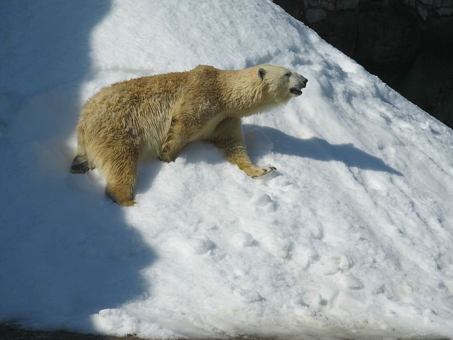 White Bear, Zoo, Animals, polar bear, bears, snow, mammal, wildlife HD wallpaper