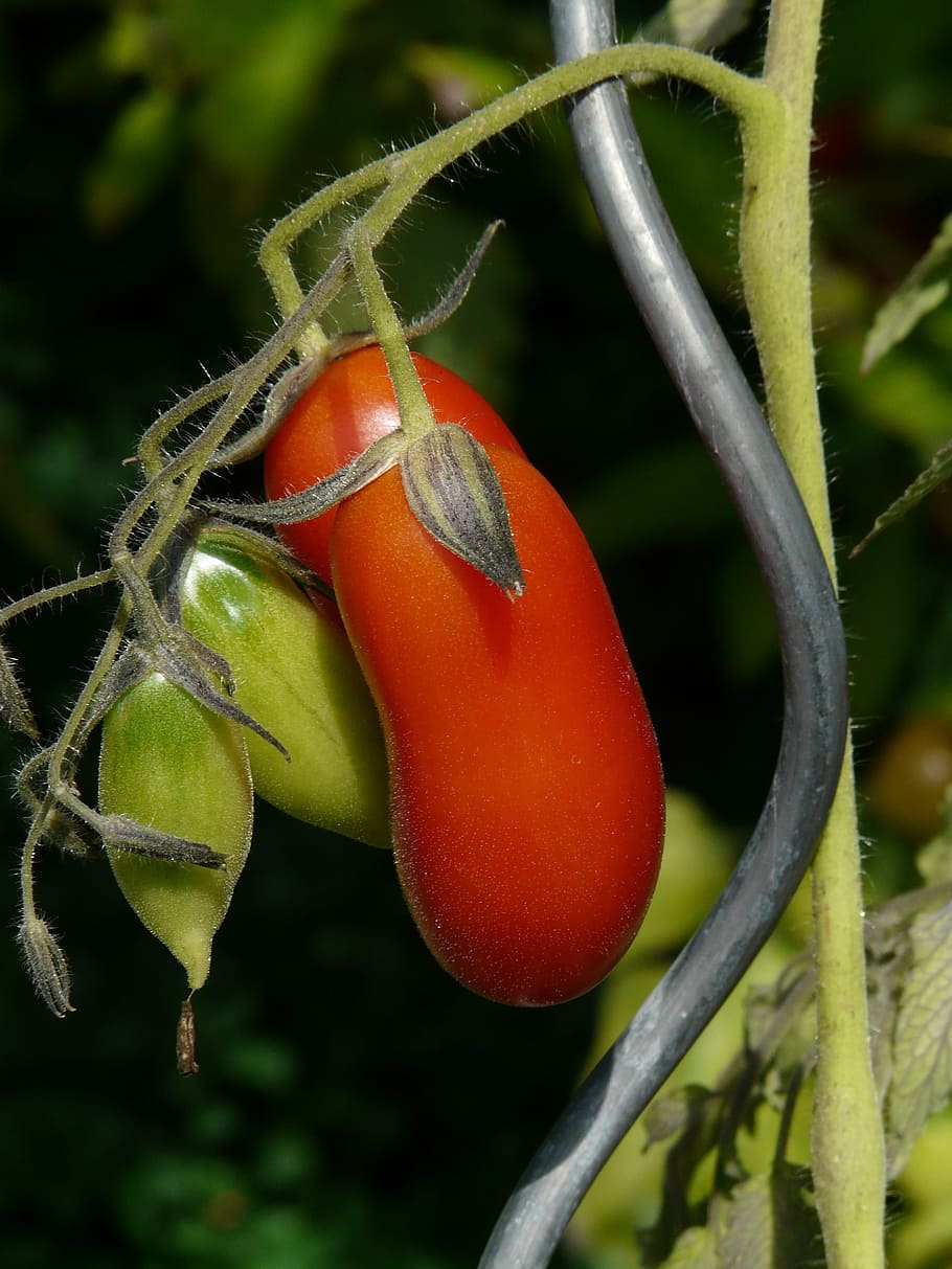 Tomato, Vegetables, Mature, red, tomato breeding, oblong, tomato plant, HD wallpaper