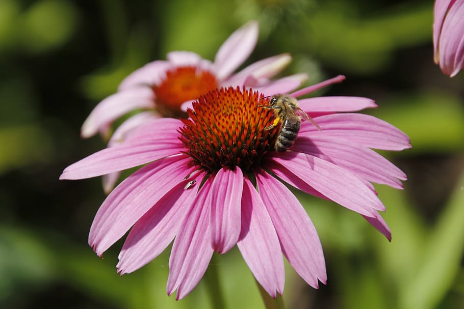 blossom, bloom, bee, close, pollination, nectar, honey bee HD wallpaper