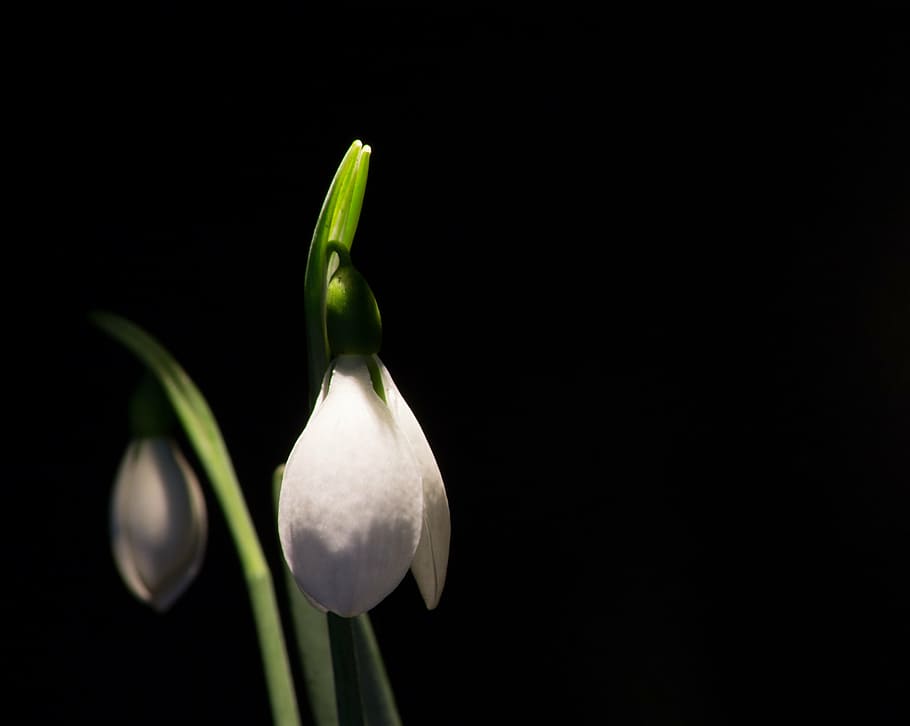 snowdrop, macro, white flowers, spring, nature, plant, freshness HD wallpaper