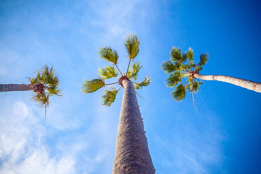 worm's-eye view photography of trees, low angle photography of three coconut trees at daytime HD wallpaper