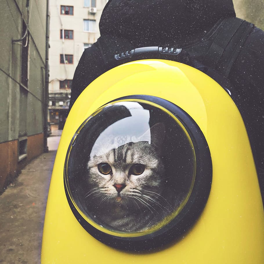 gray tabby cat in yellow and black hand-case backpack, person carrying yellow capsule pet trailer with gray cat inside