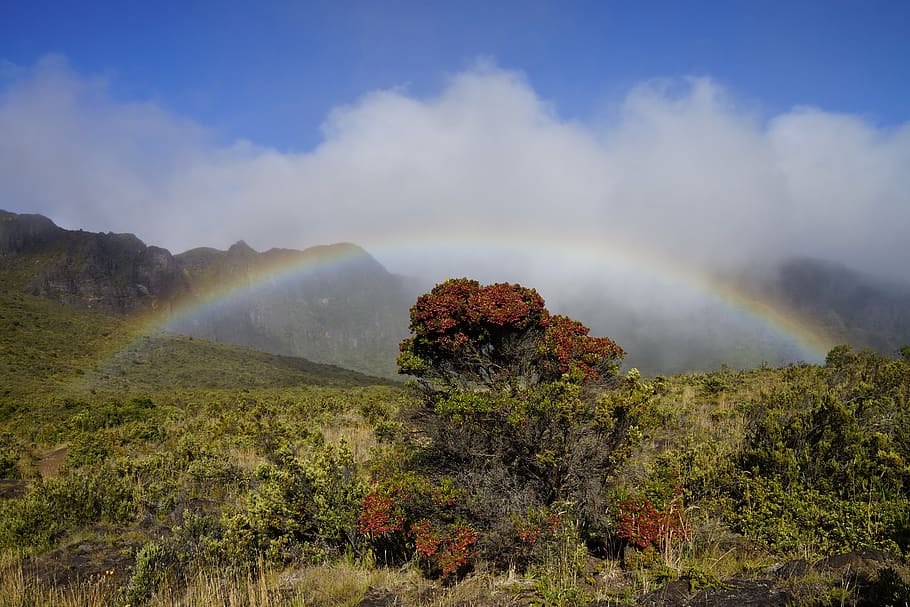 forest with rainbow, maui, hawaii, sky, clouds, landscape, mountains HD wallpaper