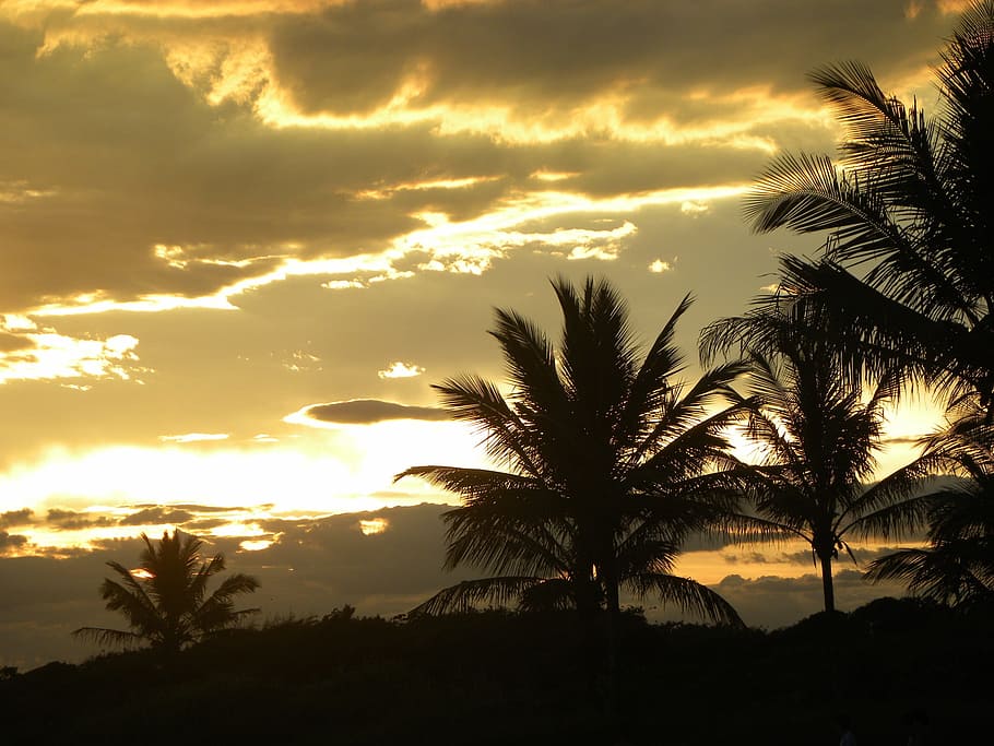 Sunset, Silhouette, Beach, Beira Mar, coconut trees, yellow HD wallpaper