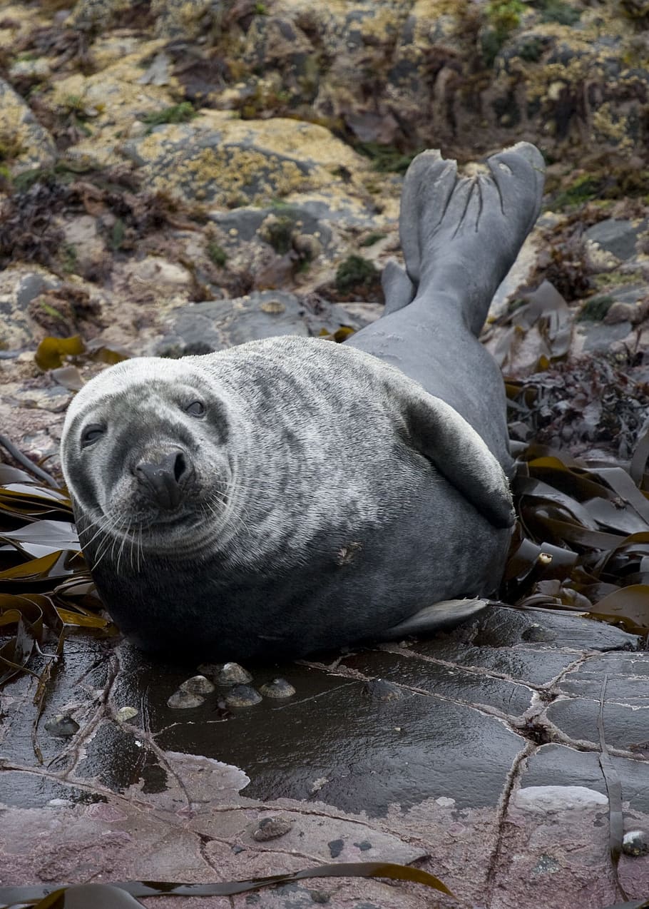 seal, animal, mammal, marine, wildlife, farne islands, england, HD wallpaper