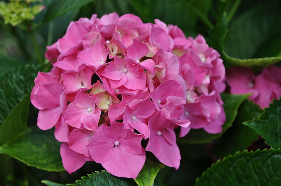 hydrangea, flower, pink, petals, plant, nature, flowering plant HD wallpaper