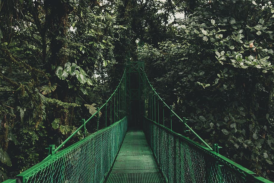 unused green bridge, trees, plants, nature, outdoor, travel HD wallpaper