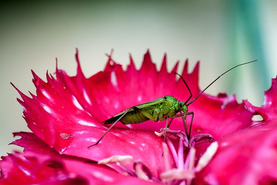 Bug, Insect, Blossom, Bloom, green, macro, probe, animal themes HD wallpaper