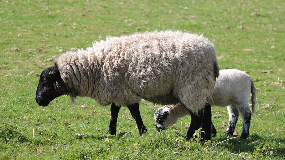 sheep, lamb, field, farm, agriculture, wool, livestock, grass HD wallpaper