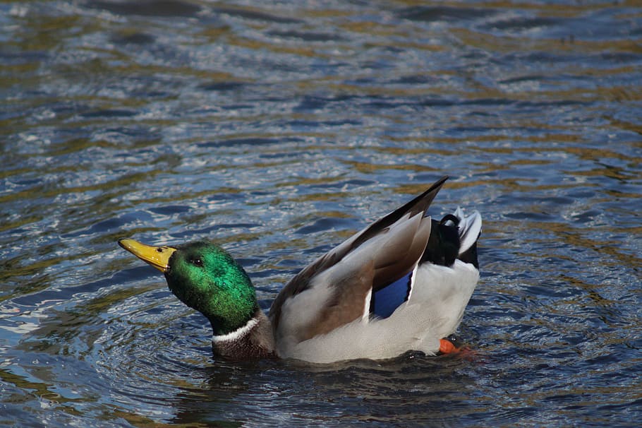 Water, Creature, Wave, Duck, Wing, nature, bird, lake, liquid HD wallpaper