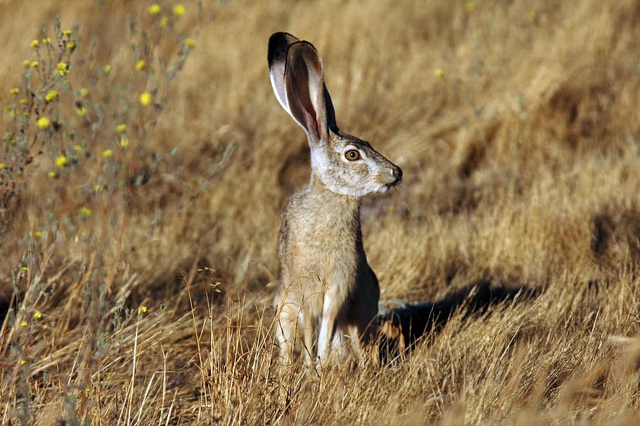 gray rabbit on brown grass field during daytime, animal, jackrabbit HD wallpaper