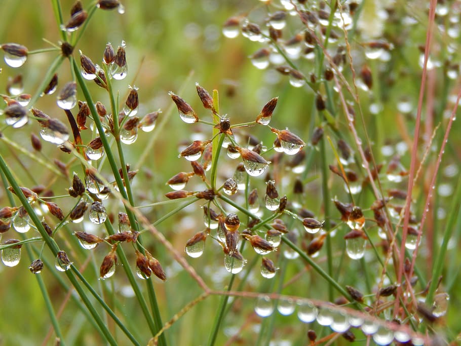 Rocio, Drops, Wet, Macro, rain, highlights, nature, close-up HD wallpaper