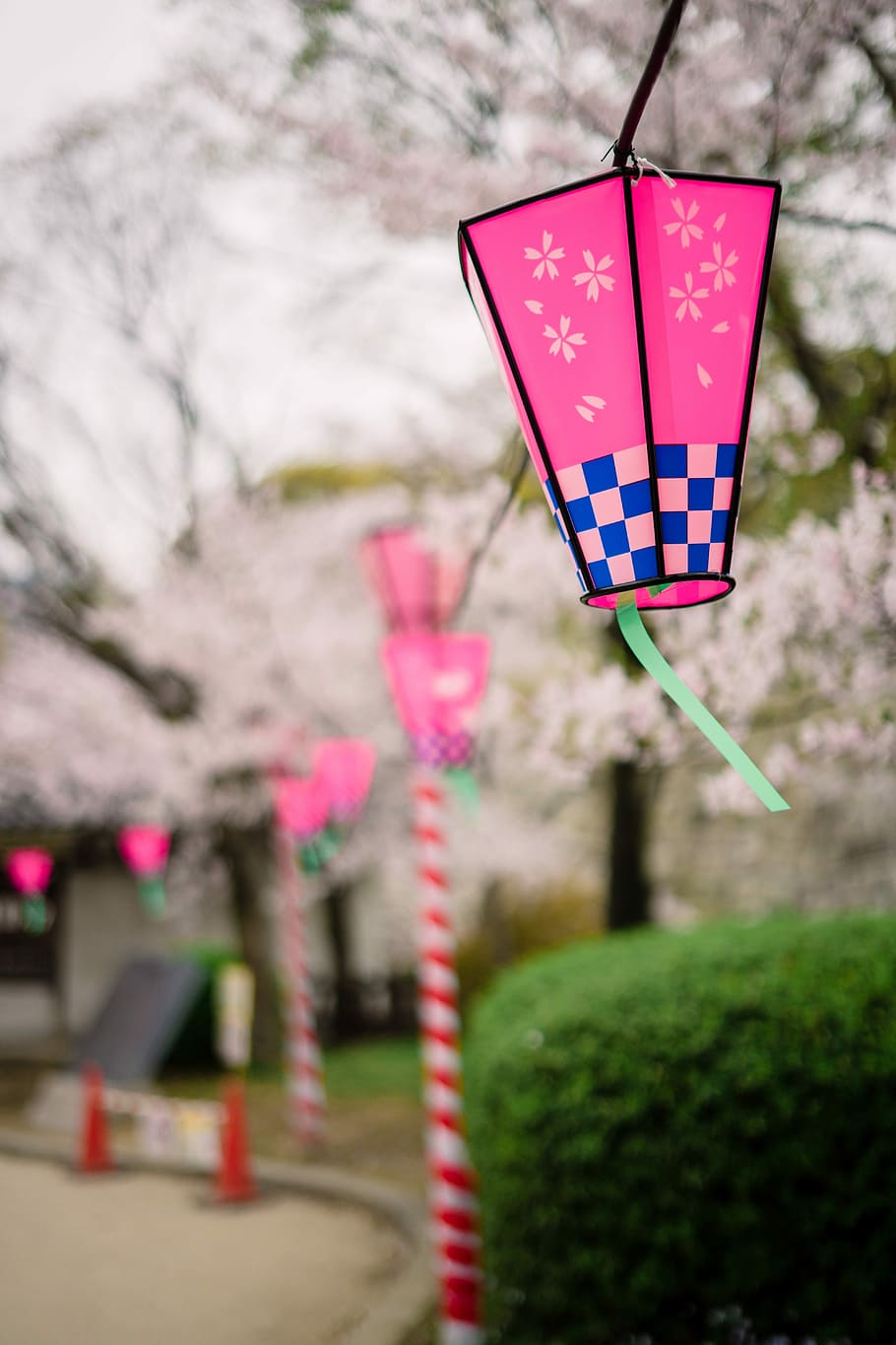 selective focus photo of pink and blue lanterns hanged on string, selective focus photo of white paper lantern HD wallpaper