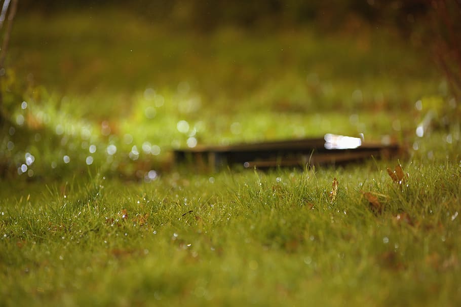 grass, green, have, background, natural, rainy weather, wet HD wallpaper
