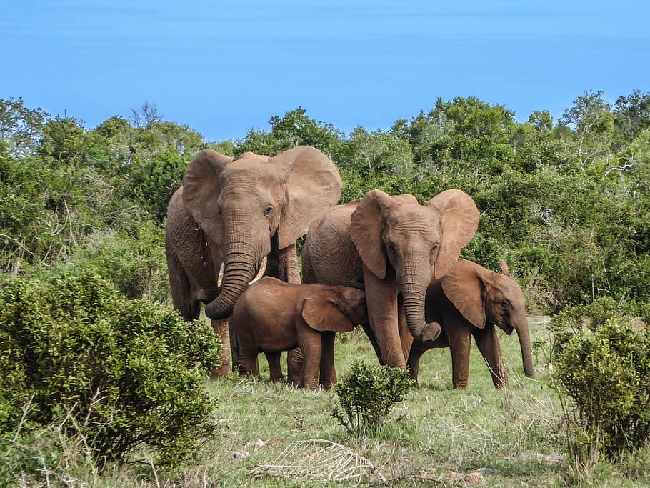 HD wallpaper: four brown elephants, elephant family, safari, africa,  bigfive | Wallpaper Flare