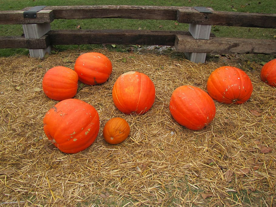 pumpkins, fall, october, garden, market, halloween, orange HD wallpaper
