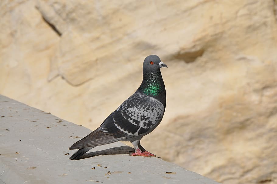 dove, bird, feather, wing, peace, pigeon, animal, eye, beak, HD wallpaper