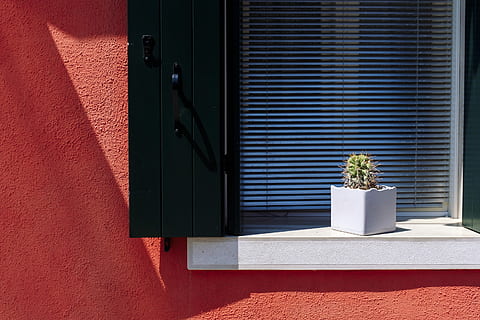 green cactus plant in white pot, white window blinds behind green leafed plant HD wallpaper