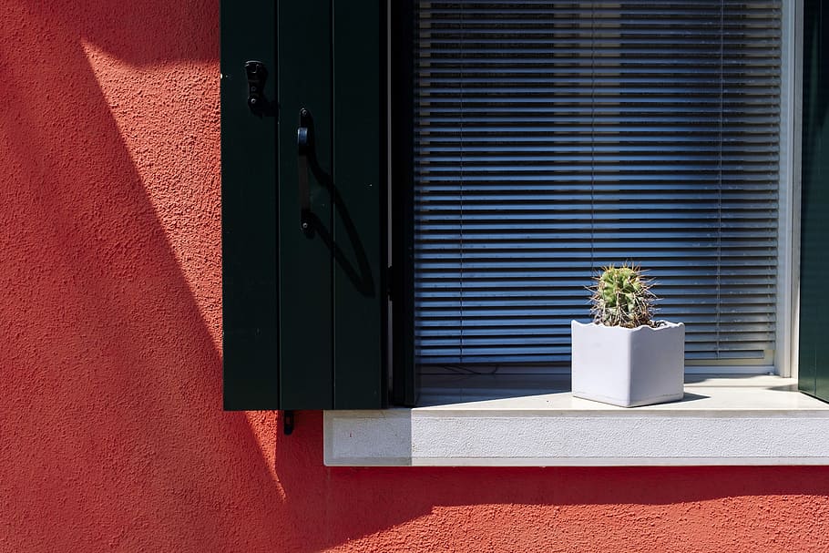 green cactus plant in white pot, white window blinds behind green leafed plant HD wallpaper