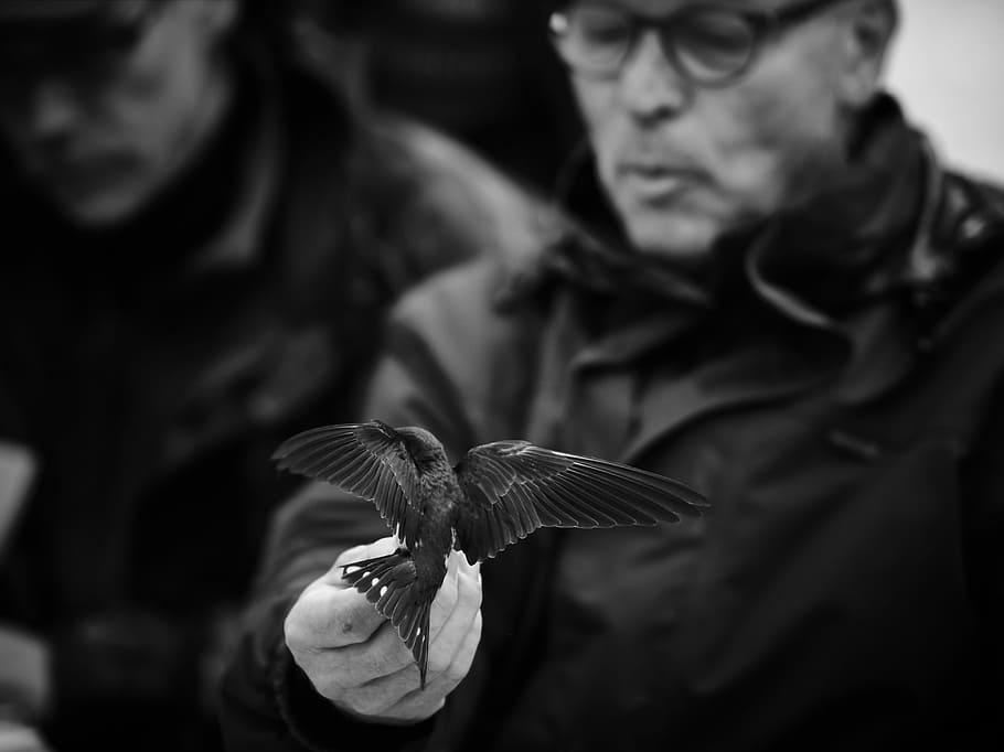 portrait, man, swallow, bird, black and white, flight, wings HD wallpaper