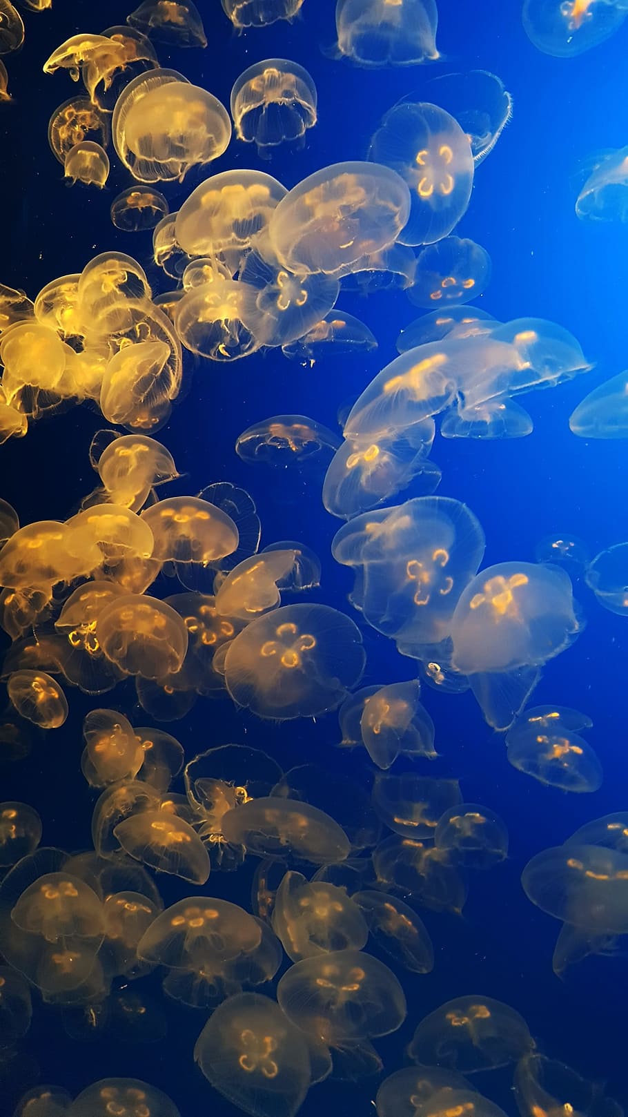 monterey, underwater, jellyfish, aquarium, animal, blue, ocean, HD wallpaper