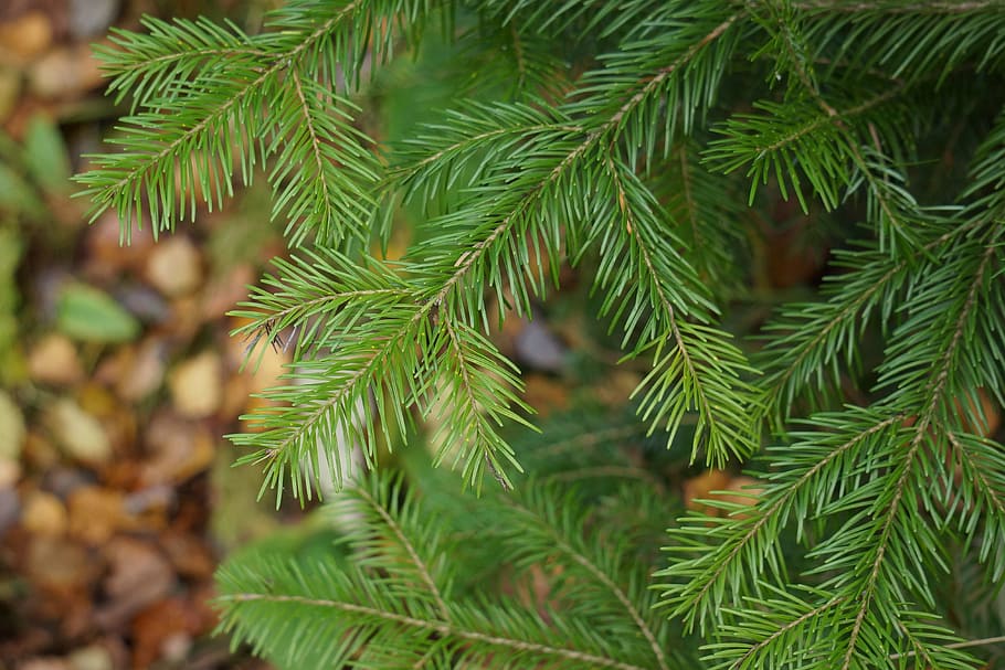 close-up photo of green fern leafes, Softwood, Fir, Branch, Evergreen, HD wallpaper