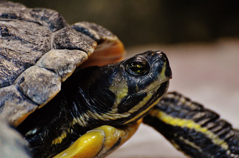 turtle, animal, water turtle, panzer, tortoise shell, nature HD wallpaper
