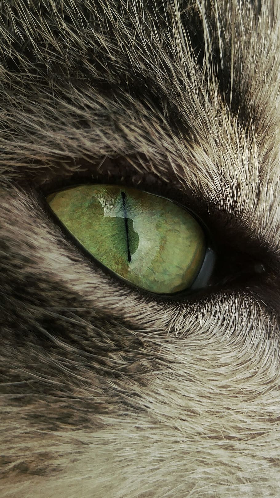 cat, eye, reflection, hair, natural, domestic cat, domestic animals HD wallpaper