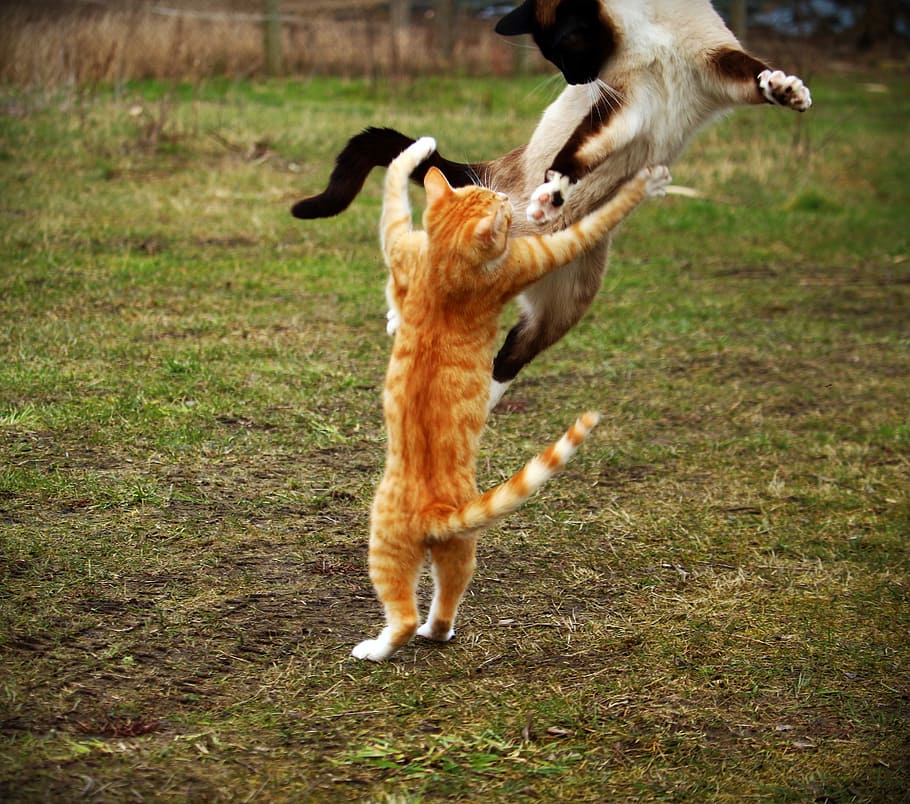orange tabby cat and Siamese cat playing, red cat, kitten, red mackerel tabby HD wallpaper
