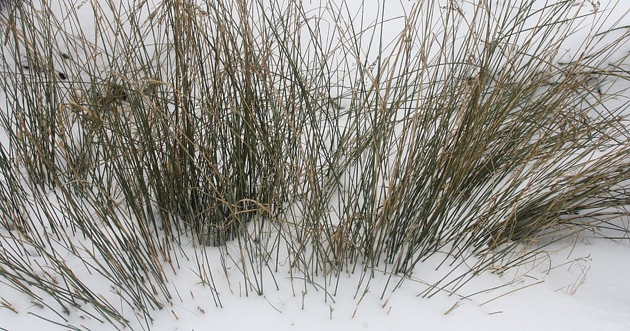 reed, snow, white, winter, landscape, nature, zing, winter landscape HD wallpaper