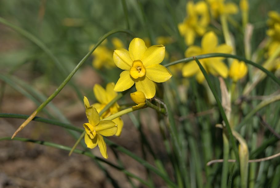 spring, flowers, daffodil, plant, yellow, flowering plant, freshness HD wallpaper