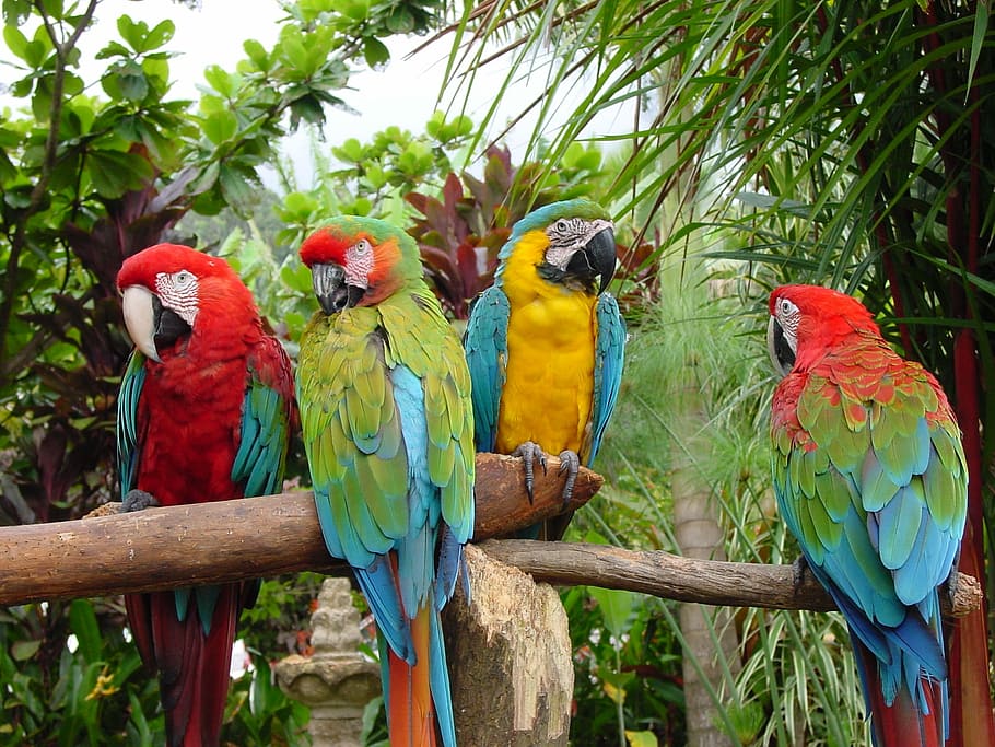 Exotic birds 1080P, 2K, 4K, 5K HD wallpapers free download | Exotic birds