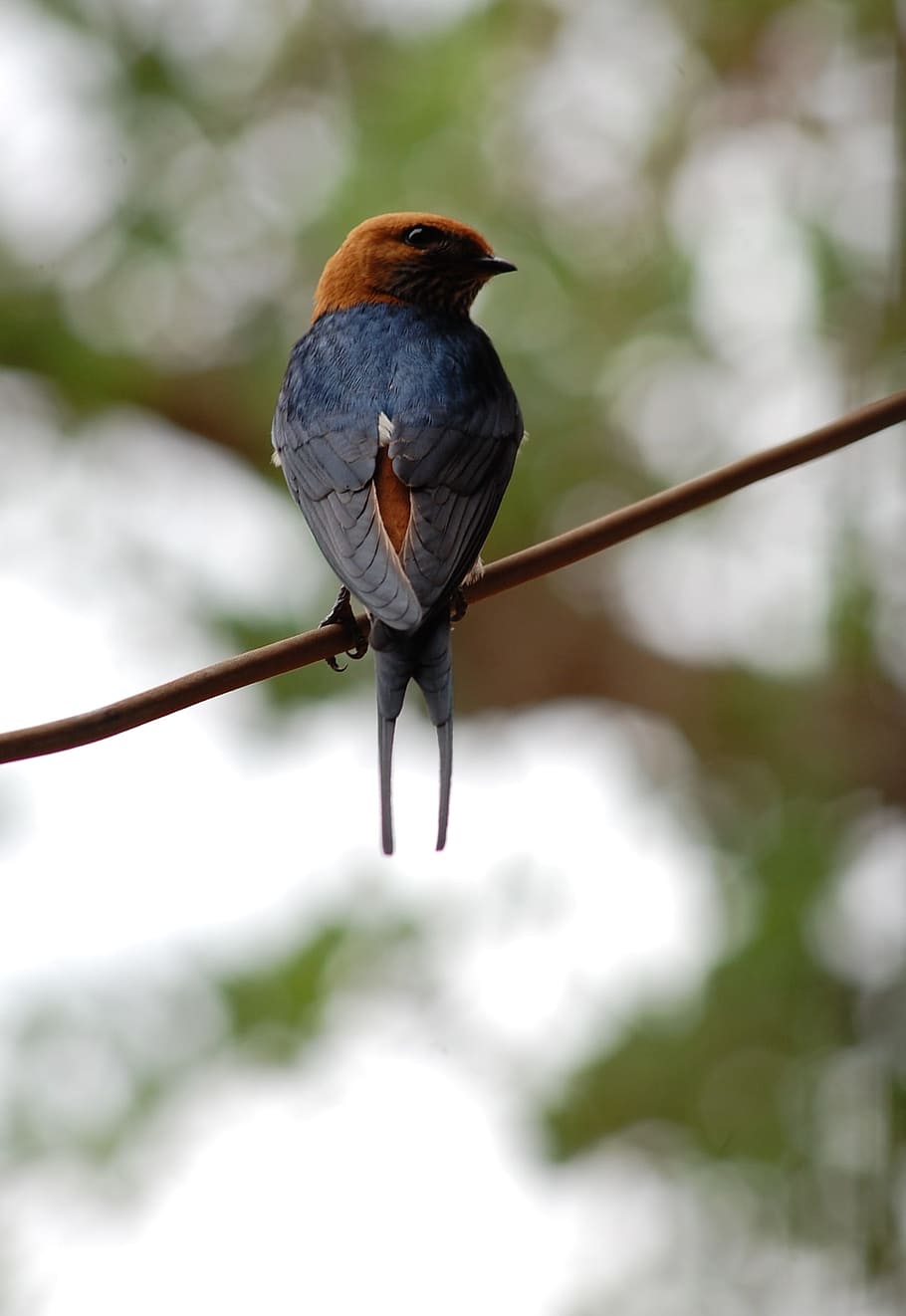 bird, wire, fly, wings, feather, wildlife, beak, dom, outdoor HD wallpaper