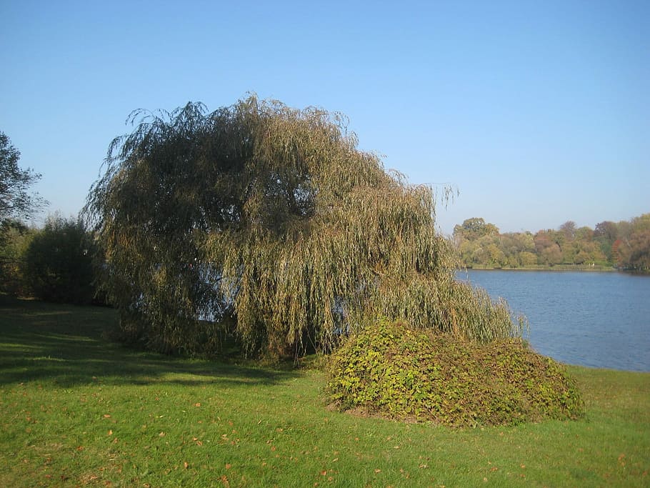 Tree, Babelsberg, Autumn, grass, outdoors, plant, nature, clear sky HD wallpaper