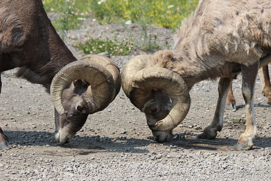Big, Horn, Ram, Sheep, Animal, Wildlife, horned, bighorn, head