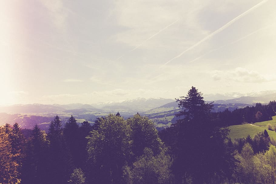 grey trees at daytime, forest, hill, mountains, landscape, meadow HD wallpaper