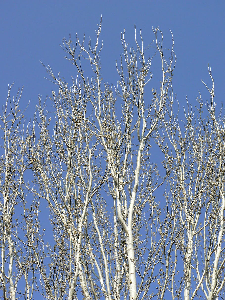 tree, poplar, branches, sky, arboleda, autumn, poplars, plant HD wallpaper
