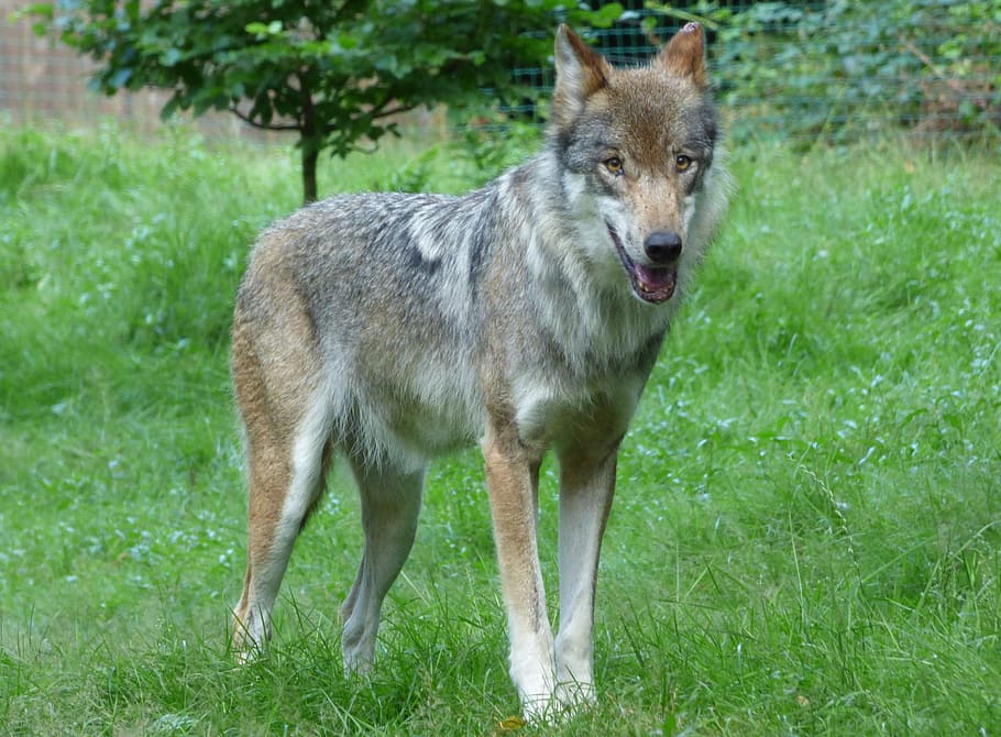 shallow focus photography of fox, Wolf, Predator, Lupus, Pack Animal HD wallpaper