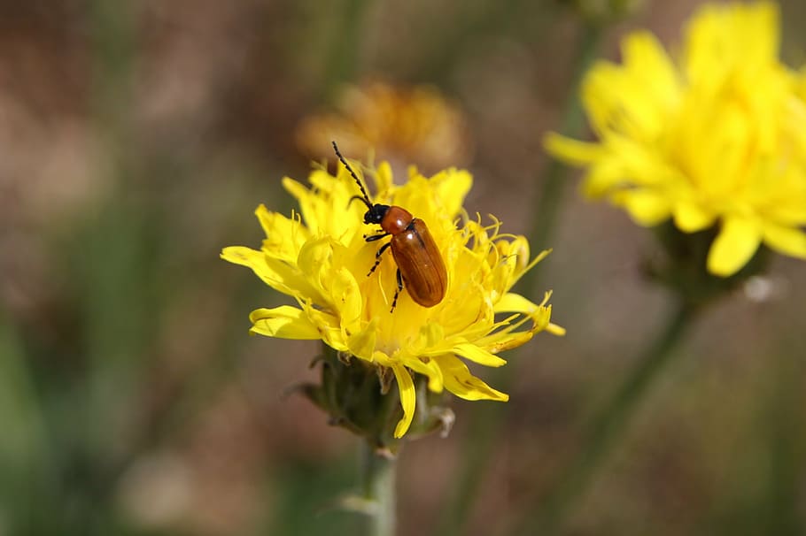 insect, flower, spring, yellow, nature, bloom, spring flower HD wallpaper