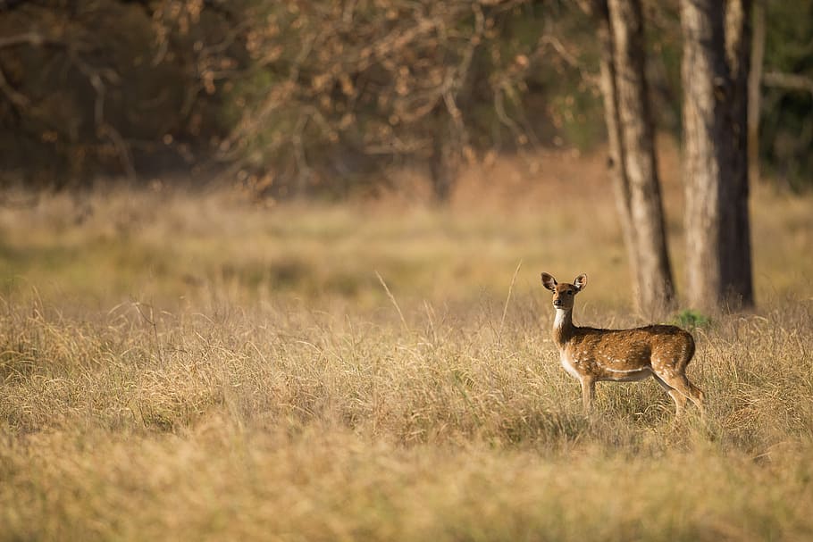 selective focus photography of brown deer, deer on grass field during daytime HD wallpaper