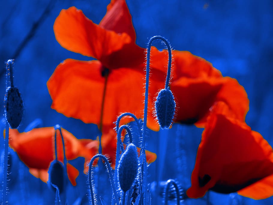 flower, foreign colors, blue, close-up, no people, flowering plant HD wallpaper