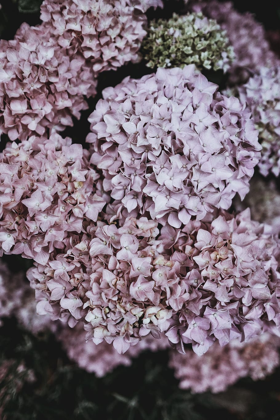low light photography of pink floral bouquets, Hydrangea, flower HD wallpaper