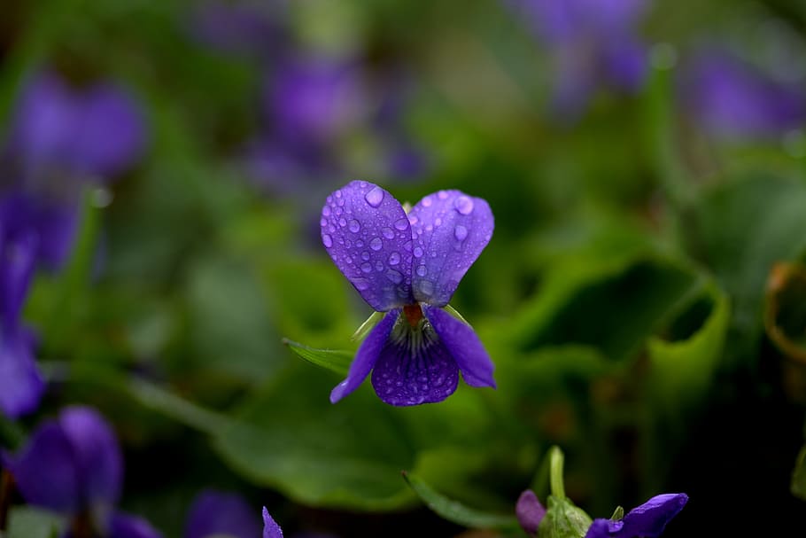 macro photography of purple violet flowers, micsunele, spring HD wallpaper